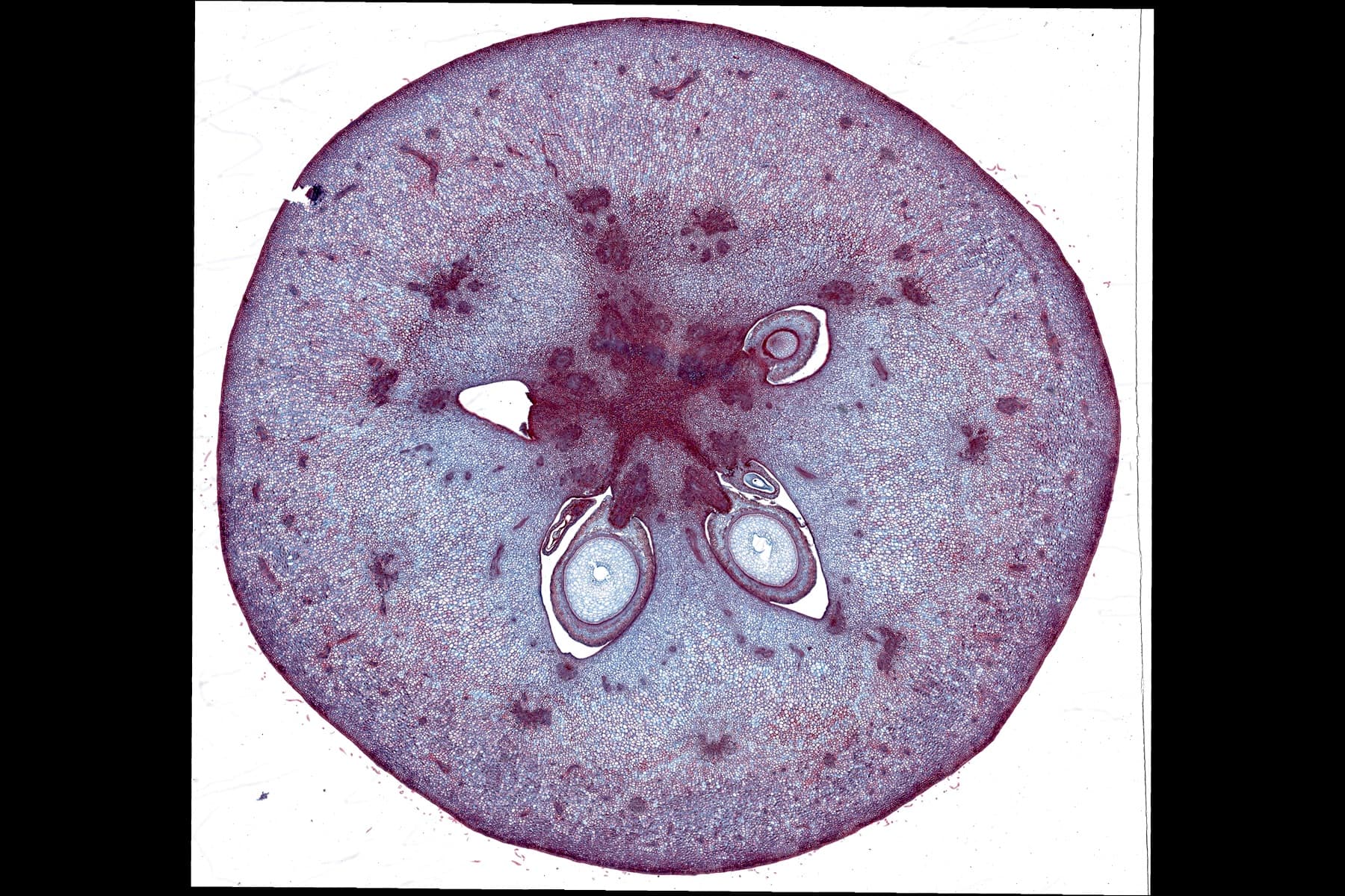 Apple Whole Slide Image Viewer-uScopeHXII 20x (0.65NA) :: Microscopes Intl.
