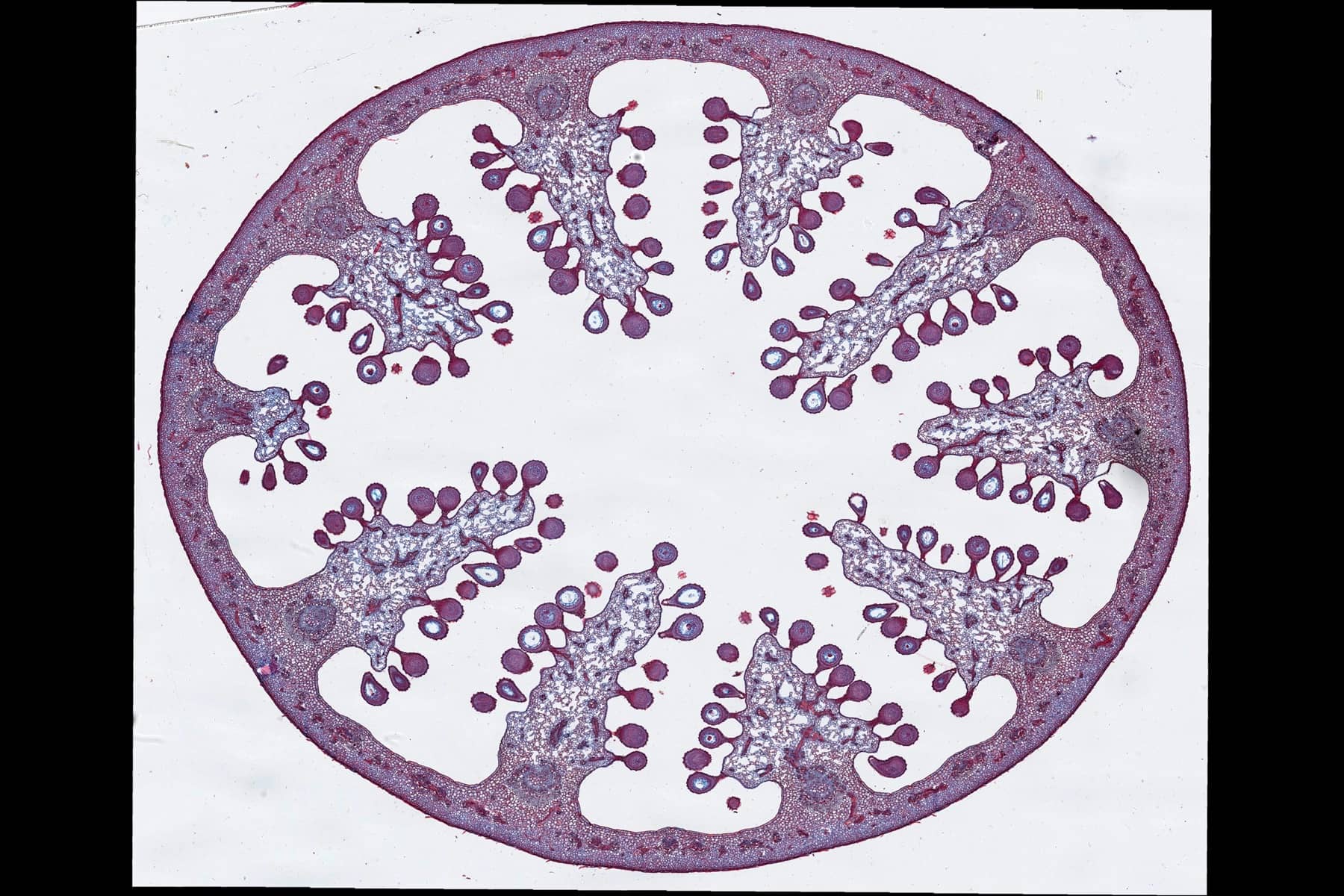 Poppy Whole Slide Image Viewer-uScopeHXII 20x (0.65NA) :: Microscopes Intl.