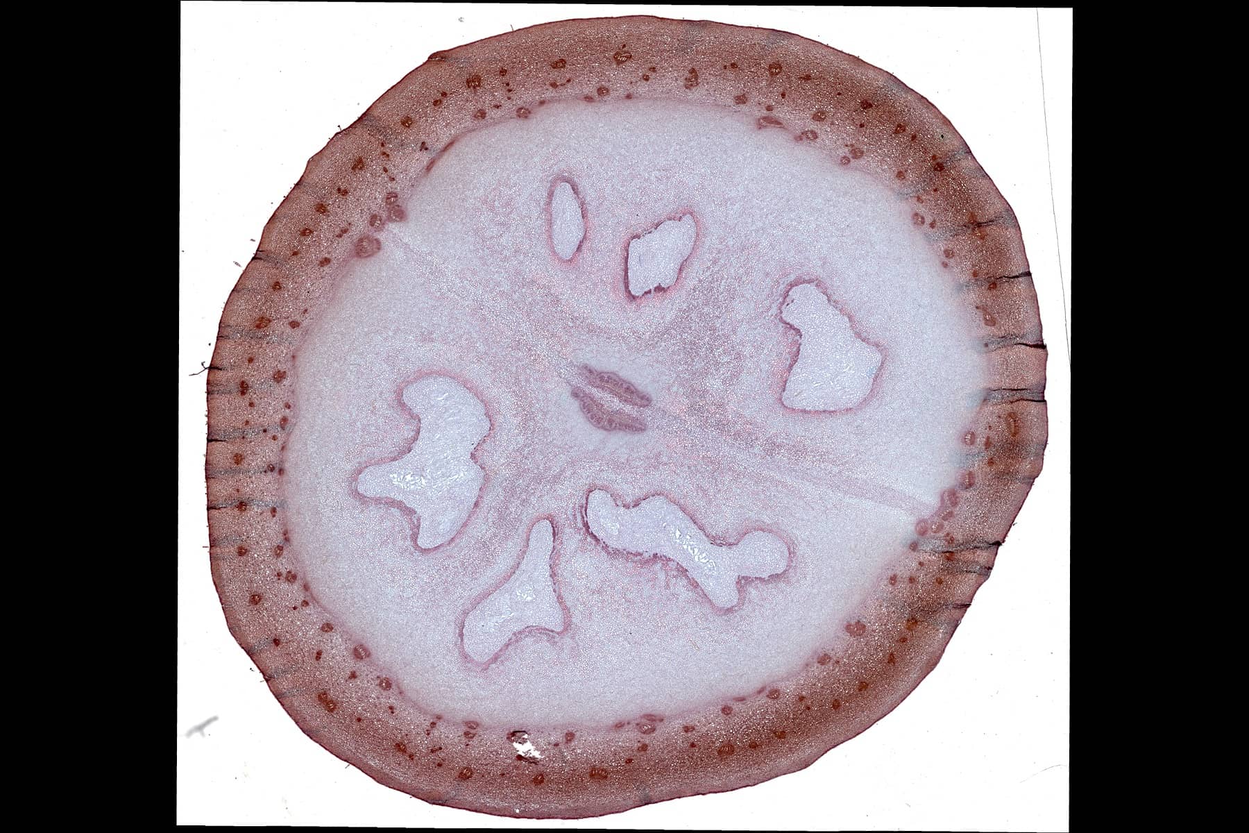 Walnut Whole Slide Image Viewer-uScopeHXII 20x (0.65NA) :: Microscopes ...