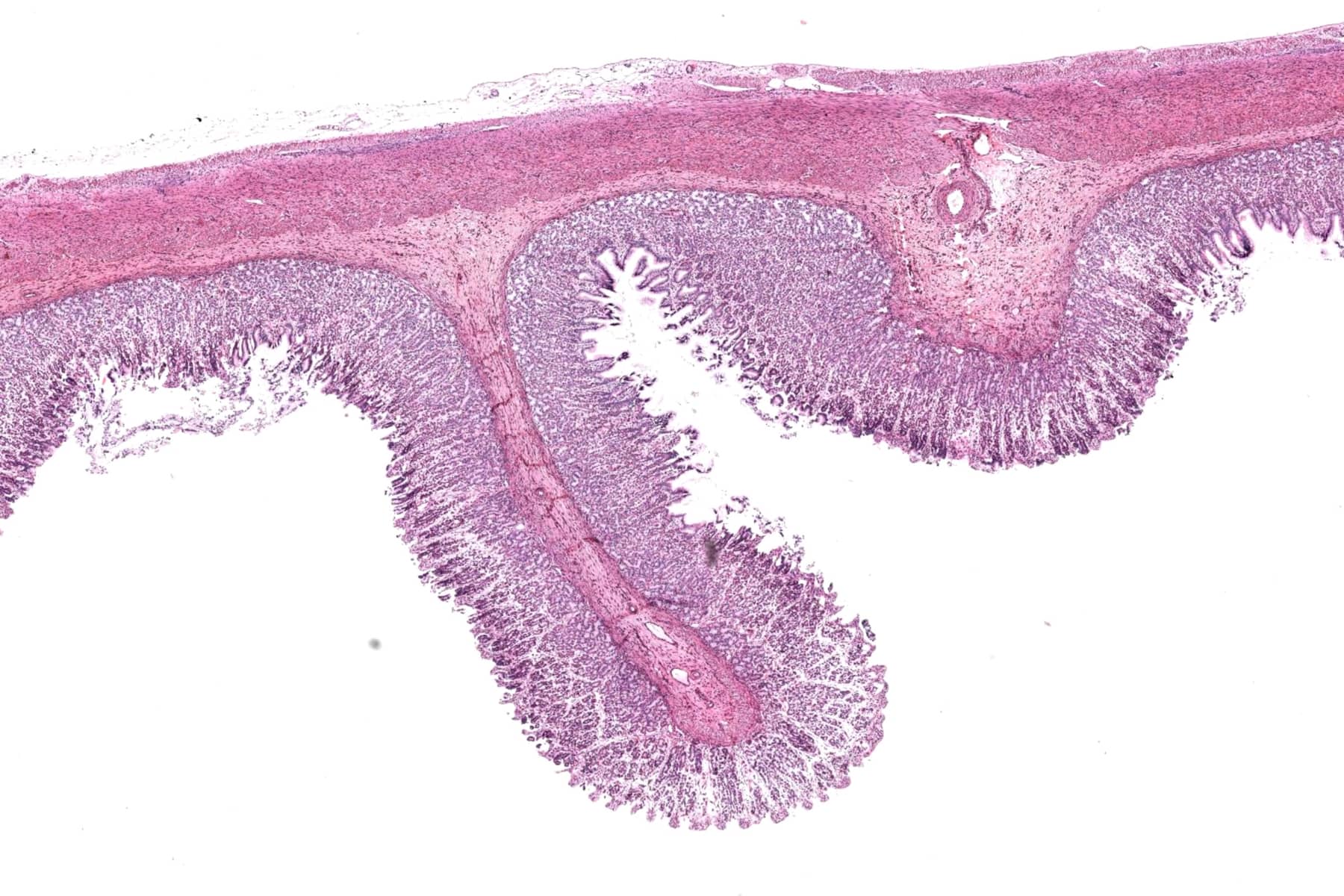 Human Stomach Whole Slide Image Viewer-uScopeHXII 40x (0.80NA ...